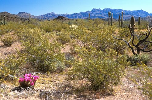 The Organ Pipe National Monument