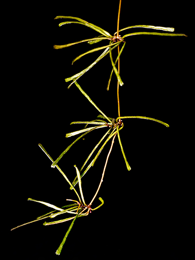 Hoya pubicalyx 'Jungle Garden'