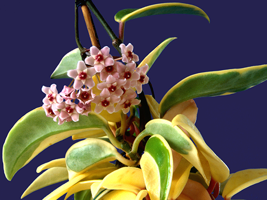 Hoya carnosa (variegated form)