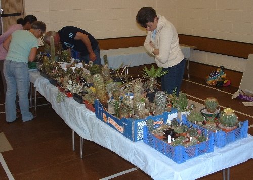 There is usually a large quantity of plants for sale