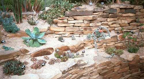 Plants in raised and terraced bed
