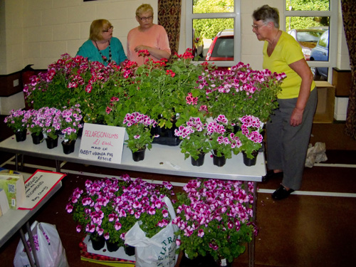 Bargains galore! In this case Pelargoniums